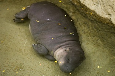 An endangered baby pygmy hippopotamus makes her first public appearance at the Toronto Zoo joined by her mother - not pictured - at their enclosure in the African Rainforest Pavilion at the Toronto Zoo in Toronto, Ont. on Wednesday September 19, 2018. Ernest Doroszuk/Toronto Sun/Postmedia