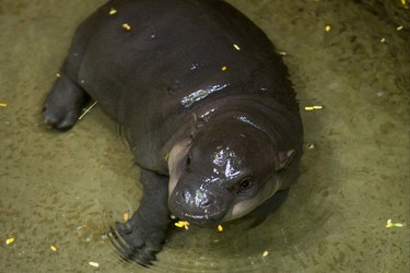 An endangered baby pygmy hippopotamus makes her first public appearance at the Toronto Zoo joined by her mother - not pictured - at their enclosure in the African Rainforest Pavilion at the Toronto Zoo in Toronto, Ont. on Wednesday September 19, 2018. Ernest Doroszuk/Toronto Sun/Postmedia