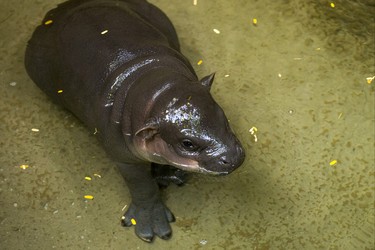 An endangered baby pygmy hippopotamus makes her first public appearance at the Toronto Zoo joined by her mother - not pictured - at their enclosure in the African Rainforest Pavilion at the Toronto Zoo in Toronto, Ont. on Wednesday September 19, 2018. Ernest Doroszuk/Toronto Sun/Postmedia