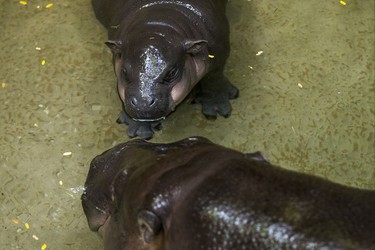 Kindia, an endangeredÊ12-year-old female pygmy hippopotamus, with her unnamed female baby born on August 10 - make their first public appearance at their enclosure in the African Rainforest Pavilion at the Toronto Zoo in Toronto, Ont. on Wednesday September 19, 2018. Ernest Doroszuk/Toronto Sun/Postmedia