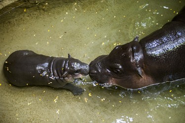 Kindia, an endangeredÊ12-year-old female pygmy hippopotamus, with her unnamed female baby born on August 10 - make their first public appearance at their enclosure in the African Rainforest Pavilion at the Toronto Zoo in Toronto, Ont. on Wednesday September 19, 2018. Ernest Doroszuk/Toronto Sun/Postmedia