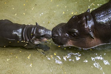 Kindia, an endangeredÊ12-year-old female pygmy hippopotamus, with her unnamed female baby born on August 10 - make their first public appearance at their enclosure in the African Rainforest Pavilion at the Toronto Zoo in Toronto, Ont. on Wednesday September 19, 2018. Ernest Doroszuk/Toronto Sun/Postmedia