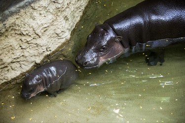 Kindia, an endangeredÊ12-year-old female pygmy hippopotamus, with her unnamed female baby born on August 10 - make their first public appearance at their enclosure in the African Rainforest Pavilion at the Toronto Zoo in Toronto, Ont. on Wednesday September 19, 2018. Ernest Doroszuk/Toronto Sun/Postmedia