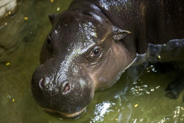 Kindia, an endangeredÊ12-year-old female pygmy hippopotamus in her  enclosure in the African Rainforest Pavilion at the Toronto Zoo in Toronto, Ont. on Wednesday September 19, 2018. Ernest Doroszuk/Toronto Sun/Postmedia