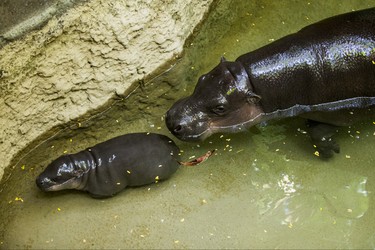 Kindia, an endangeredÊ12-year-old female pygmy hippopotamus, with her unnamed female  baby born on August 10 - make their first public appearance at their enclosure in the African Rainforest Pavilion at the Toronto Zoo in Toronto, Ont. on Wednesday September 19, 2018. Ernest Doroszuk/Toronto Sun/Postmedia