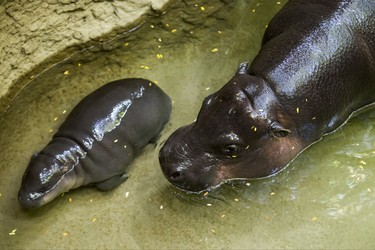 Kindia, an endangeredÊ12-year-old female pygmy hippopotamus, with her unnamed female  baby born on August 10 - make their first public appearance at their enclosure in the African Rainforest Pavilion at the Toronto Zoo in Toronto, Ont. on Wednesday September 19, 2018. Ernest Doroszuk/Toronto Sun/Postmedia