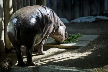 Kindia, an endangeredÊ12-year-old female pygmy hippopotamus enjoys a morning snack of lettuce, herbivore cubes and various vegetables in her  enclosure in the African Rainforest Pavilion at the Toronto Zoo in Toronto, Ont. on Wednesday September 19, 2018. Ernest Doroszuk/Toronto Sun/Postmedia