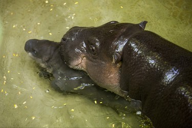 Kindia, an endangeredÊ12-year-old female pygmy hippopotamus, with her unnamed female  baby born on August 10 - make their first public appearance at their enclosure in the African Rainforest Pavilion at the Toronto Zoo in Toronto, Ont. on Wednesday September 19, 2018. Ernest Doroszuk/Toronto Sun/Postmedia