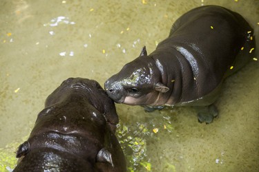Kindia, an endangeredÊ12-year-old female pygmy hippopotamus, with her unnamed female  baby born on August 10 - make their first public appearance at their enclosure in the African Rainforest Pavilion at the Toronto Zoo in Toronto, Ont. on Wednesday September 19, 2018. Ernest Doroszuk/Toronto Sun/Postmedia