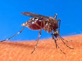 Mosquitoes can carry West Nile virus, among other illnesses. The Simcoe Muskoka District Health Unit is advising residents to take precautions to avoid mosquito bites. SUBMITTED