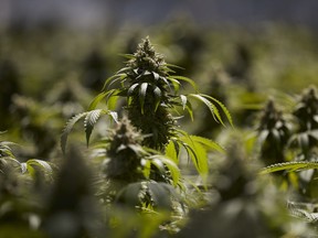 File photo of mature cannabis plants. (AP Photo/Jae C. Hong)