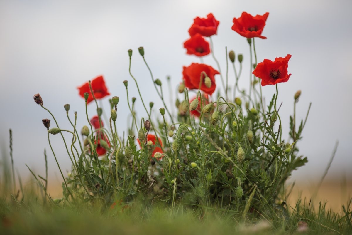 The Archivist: Poppies' popularity as Memorial flower grew out of WWI