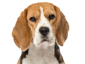 File photo of a beagle.