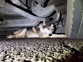 A Husky took refuge under a TTC bus after being hit by a car hit by a car around 12:30 a.m. Sunday near Eglinton Ave. E. and Warden Ave. (TOAnimalService/Twitter)