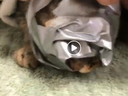 A cat was rescued after its face was duct-taped.