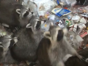 Screengrab of a raccoon video on Reddit showing six "trash pandas" being helped out of a school dumpster by a caretaker. (u/thecameralovesyou)
