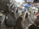 Screengrab of a raccoon video on Reddit showing six 