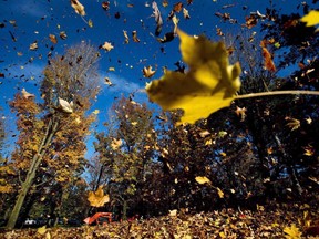 Park workers use a tractor with a industrial leaf blower to pile up fall leaves at High Park, in Toronto. (THE CANADIAN PRESS)