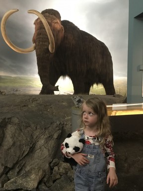 Three-year-old Kaia Johnston questions whether the mammoth is alive or not at one of the many dioramas at the Royal B.C. Museum. Kim Pemberton photo