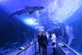 Sharks swims over visitors in glassed-over tunnel in Aquarium on the Bay. (Ian Robertson photo)