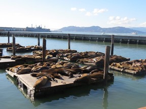 Seals relax on Pier 39 overlooking San Francisco Bay.  (Ian Robertson photo)