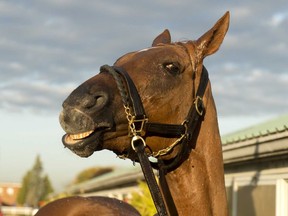 On Saturday, fresh off a successful defence of his Northern Dancer title, Johnny Bear returns to Woodbine as a legitimate contender in the $800,000 International. (Michael Burns Photo)