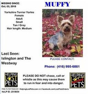 Muffy, the six-year-old Yorkshire Terrier, who was swiped during an alleged B&E, was reunited with her owners earlier this week. (Supplied/Toronto Police)