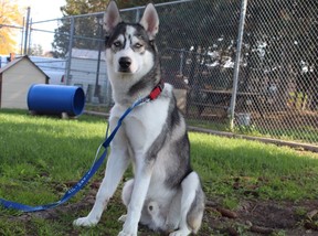 A Husky that took refuge under a TTC bus after being hit by a car hit by a car around 12:30 a.m. Sunday near Eglinton Ave. E. and Warden Ave. (TOAnimalService/Twitter)