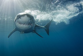 Scientists told NBC they believe the rogue shark who bit Keane Webre-Hayes, 13, was a great white shark. THE ASSOCIATED PRESS