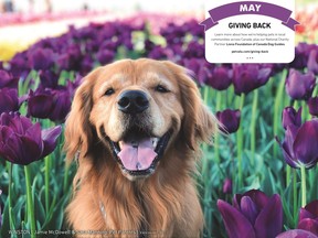 Special calendar available from Pet Valu stores across Canada