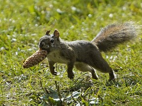 eating squirrel brains likely killed a New York man, according to an academic paper.