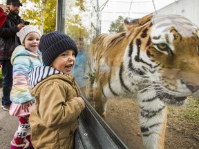 Nash Richter, 2 (front) and Charlotte Carter-Lowe, 3, watch as one of two Amur tigers, the female Kira, approaches the glass barrier at the endangered Amur Tiger Exhibit at the Toronto Zoo in Toronto, Ont. on Friday October 26, 2018. (Ernest Doroszuk/Toronto Sun/Postmedia  )