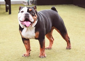 One-year-old Winston strikes a pose on The London West Hollywood’s fourth-floor outdoor HamptonCourt events area. (Steve MacNaull photo)