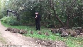 Raccoon Pied Piper Eddy Lawrence in action. EDDY LAWRENCE/ FACEBOOK