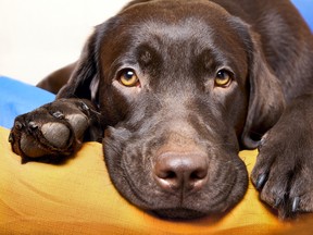 Chocolate Labrador Retriever with sad eyes.