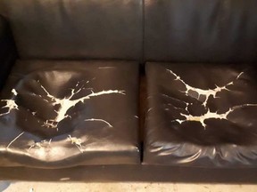 The couch that was tossed out of the shelter last week.