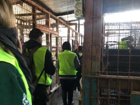 Humane Society International activists inspect a shuttered dog meat slaughterhouse in Taepyeong, South Korea. (Michael Bernard/HSI)