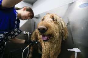 Vinnie gets groomed at Dogfather & Co. by Laura Webster on Thursday November 29, 2018. (Stan Behal/Toronto Sun/Postmedia Network)