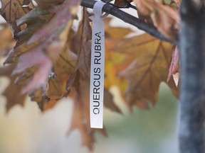 A sign for an oak tree is shown at Place de Vimy in Montreal, Sunday, November 4, 2018. Months after Montreal inaugurated Place de Vimy in a west-end park in 2017, many of the park's trees were destroyed in a fierce summer windstorm that left parts of the park barren. Now, as the city replants, it will include oaks descended from acorns brought back from Vimy by a Canadian soldier. The initiative is part of a national project that will also see the oaks grow in a new park at the Canadian National Vimy Memorial in France.