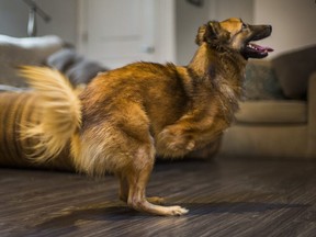 True's front legs were cut off by an abusive owner in Ukraine. He's pictured in his new foster home where he gets around like a kangaroo. (Ernest Doroszuk, Toronto Sun)