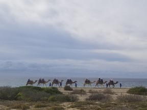 Sunwing Experiences’ Outback and Camel Safari allows guests to ride camels along the Pacific coast. The majority of the camels are rescues. We suggest going on a Wednesday – hump day! (IAN SHANTZ/TORONTO SUN)
