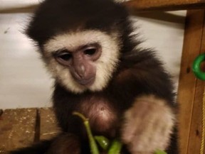 Recent photo of Baby Gibbon Agnus who has recently been found – sent by Elmvale Zoo, on Thursday December 20, 2018. (Tracy McLaughlin/Toronto Sun)