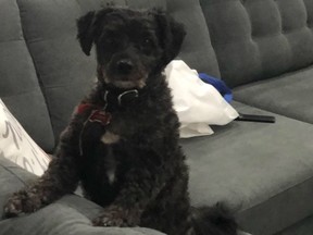 Markie is missing after a vehicle was stolen in Brampton Dec. 12, 2018.