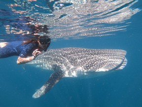 Swimming with a whale shark in Mexico (La Paz VIP Tours photo)