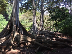 Moreton Bay fig trees in Allerton Garden. ROBIN ROBINSON
