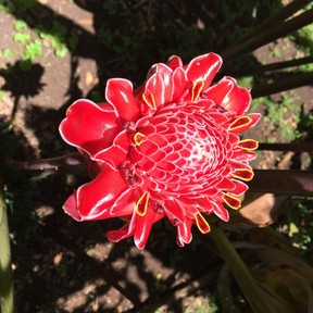 Masses of tropical plants grow at Allerton Garden, including red ginger, Hawaiian torch ginger, red tower ginger, hibiscus and heliconia.ROBIN ROBINSON