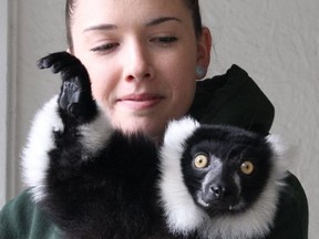 JC the Lemur with his zoo handler Devon Cassell after being safely returned from Quebec, thanks to Lisa Cormier.
