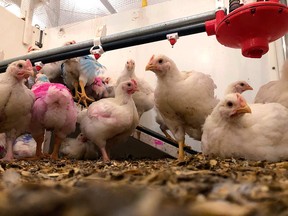 This Friday, Oct. 12, 2018 photo shows chickens under observation at the University of Guelph in Guelph, Ont.