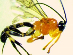 The Zatypota variety of Amazon River wasps turns spiders into zombies.