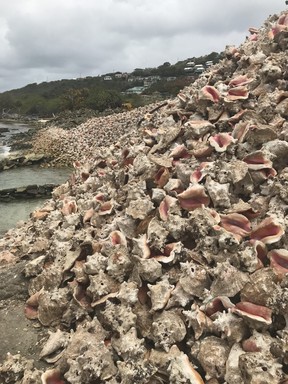 Piles of conch shells can be found on one of the beaches on Canouan Island. (Kim Pemberton photo)